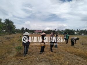 Polsubsektor Mepanga Lakukan Penanaman Jagung Bersama Warga di Lahan 2 Hektare