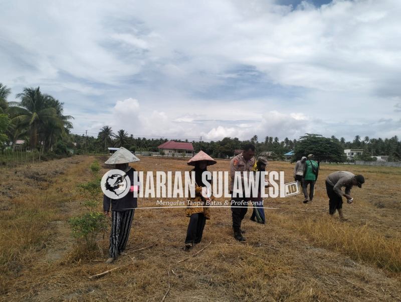 Polsubsektor Mepanga Lakukan Penanaman Jagung Bersama Warga di Lahan 2 Hektare