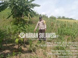 Polres Touna Intensifkan Pendampingan Ketahanan Pangan Melalui Pengecekan Lahan Jagung