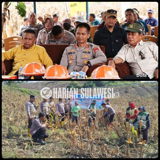 Polres Tojo Una-Una Dampingi Panen Raya Jagung Serentak Dukung Ketahanan Pangan