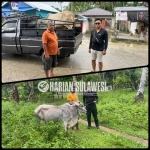 Koperasi Kayuboko Sejahtera Distribusikan Sapi Kurban ke Tiga Desa