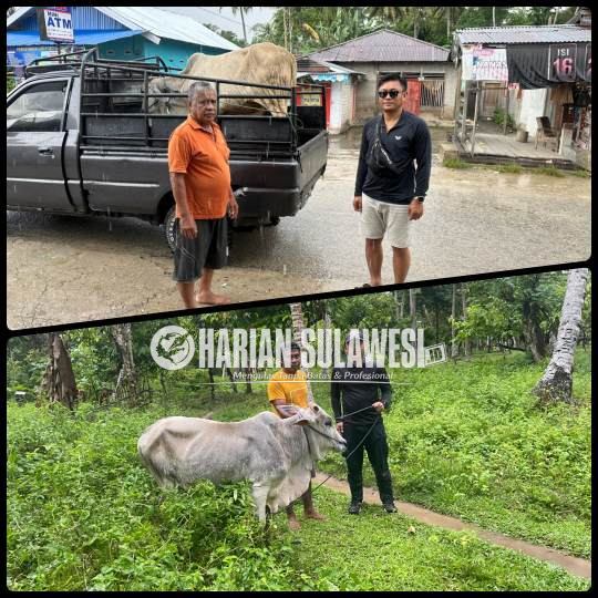 Koperasi Kayuboko Sejahtera Distribusikan Sapi Kurban ke Tiga Desa