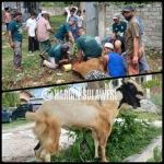 Masya Allah! Masjid Assyuhada Desa Toboli Parigi Utara Berkurban 8 Ekor Sapi Plus 1 Ekor Kambing Etawa