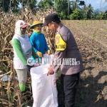 Polri dan Petani Bersinergi, Panen Jagung Binaan Polsek Sausu Dorong Kemandirian Pangan Daerah
