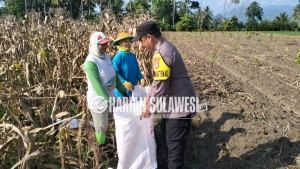 Polri dan Petani Bersinergi, Panen Jagung Binaan Polsek Sausu Dorong Kemandirian Pangan Daerah