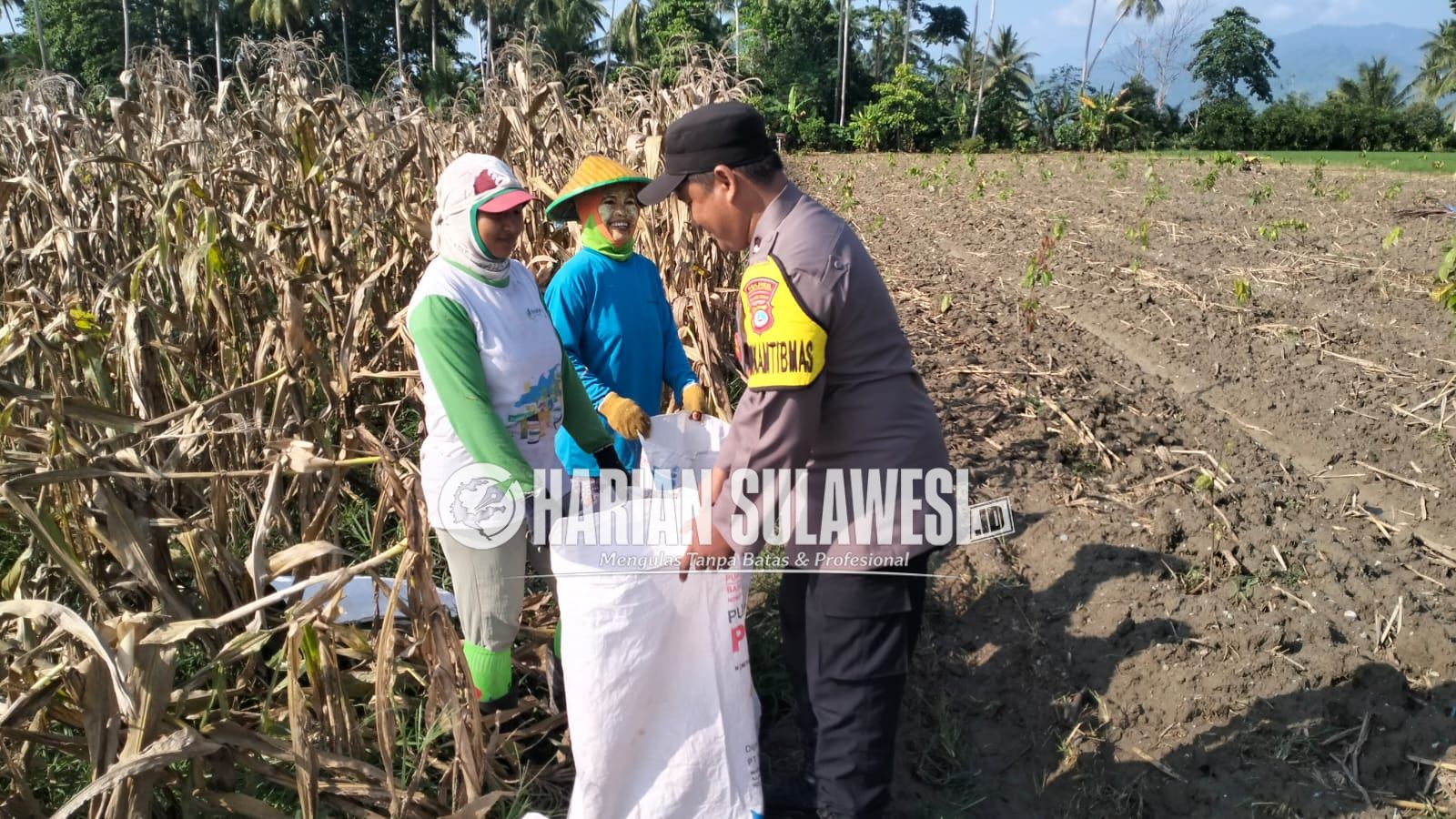 Polri dan Petani Bersinergi, Panen Jagung Binaan Polsek Sausu Dorong Kemandirian Pangan Daerah