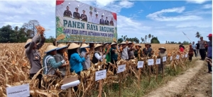 Panen Raya Jagung di Lobu Mandiri, Wabub Abdul Sahid: BUMDes Harus Jadi Penyangga dan Pelindung Petani