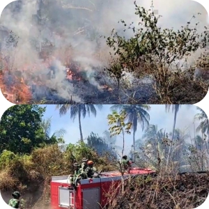 Api Melalap Kebun Warga di Moutong, Kapolsek: Penyebab Masih Kami Dalami